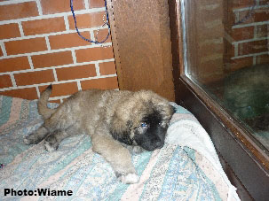 Sarplaninac Jugo 2 months