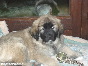Sarplaninac Jugo 2 months