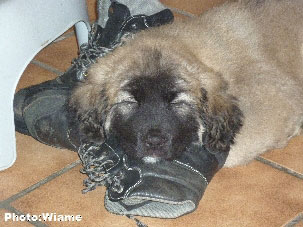 Sarplaninac Jugo 2 months