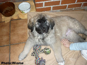Sarplaninac Jugo 2 months