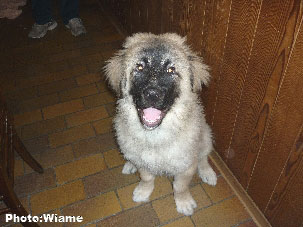 Sarplaninac Jugo 4,5 months