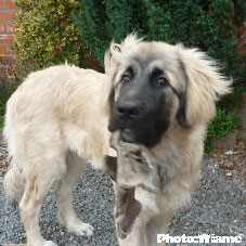 Sarplaninac Jugo 6 months