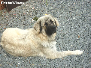 Sarplaninac Jugo 10 months