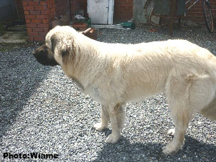 Sarplaninac Jugo 10 months