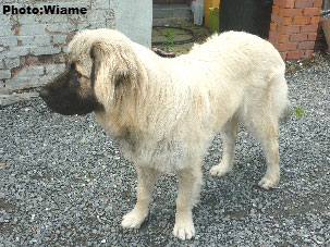 Sarplaninac Jugo 10 months