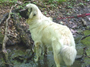 Sarplaninac Jugo 10 months