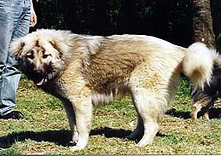 Laika young