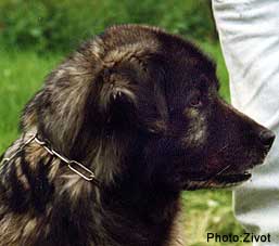 LISKA 11 ANS