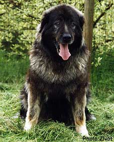 LISKA 11 ANS