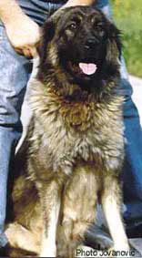LIska