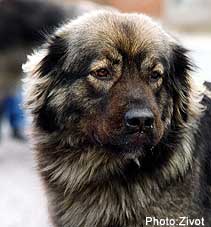 Odra 3,5 years