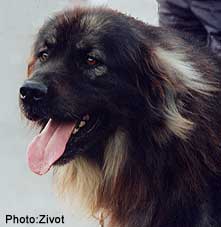 Ozren 08/96