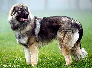 Qarahoum 7 months