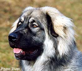 Qarahoum 10 months