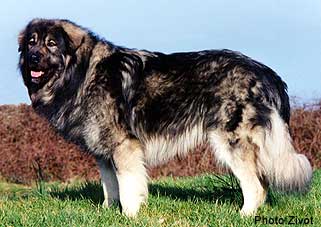 Qarahoum 3,5 years