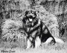 Qarahoum 4 years