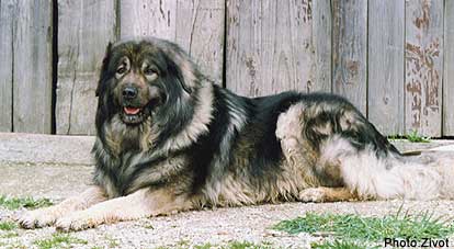 Qarahoum 6 years