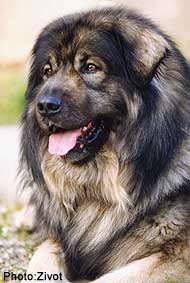 Qarahoum 6 years