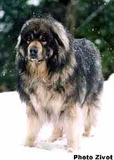 Qarahoum 10,5 years