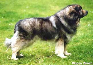 Qarahoum 10,5 years