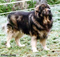 Qarahoum 10,5 years