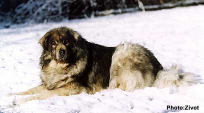 Qarahoum 12 years