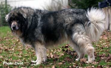 Qarahoum 12,5 years
