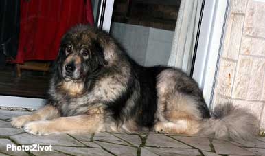 Qarahoum 12,5 years