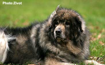 Qarahoum 12,5 years