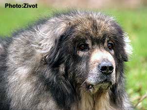 Qarahoum 12,5 years