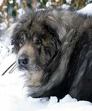 Qarahoum 13 years