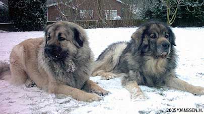 Cica-Vesna & Qaravouk