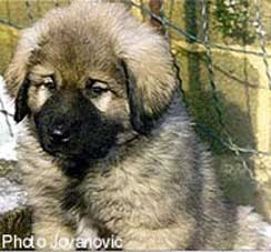 Savka  01/95