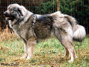 Savka 02/97