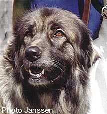 Sinja 