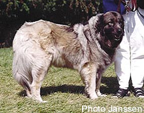 Sinja 