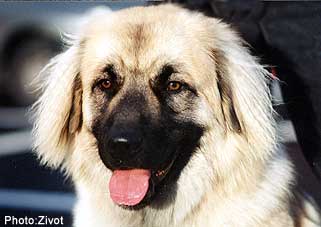 sarplaninac Svetla 11/95