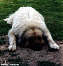 sarplaninac Svetla 9 years