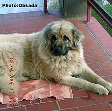 sarplaninac Svetla 10,5 years