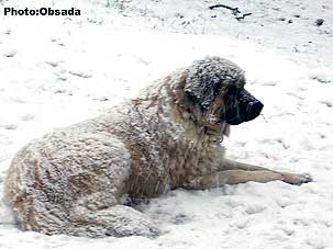sarplaninac Svetla 11 years