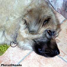 sarplaninac Svetla 11 years