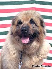 sarplaninac Svetla 12,5 years