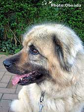 sarplaninac Svetla 12,5 years