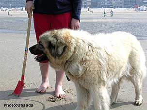 sarplaninac Svetla 12,5 years