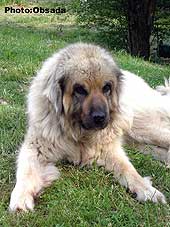 sarplaninac Svetla 12,5 years