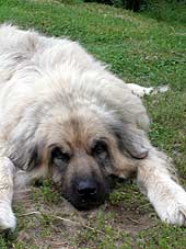 sarplaninac Svetla 12,5 years