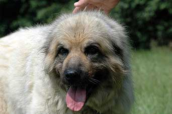 sarplaninac Svetla 12,5 years