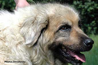 sarplaninac Svetla 12,5 years