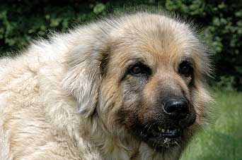 sarplaninac Svetla 12,5 years