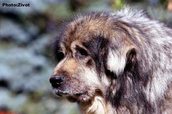 Seka 11 years
